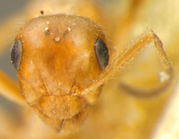 Media type: image;   Entomology 22724 Aspect: head frontal view